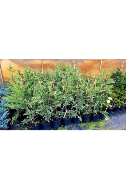 Купрессоципарис Лейланда Варієгата - 5л/вис.80-100см/Ø35-45см